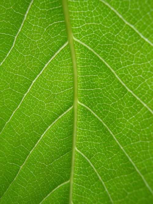 leaf green veins