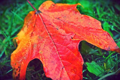 leaf autumn fall