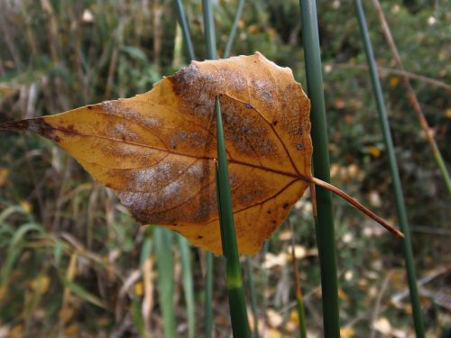 leaf autumn hawthorn