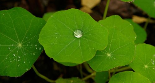 leaf drops of water green