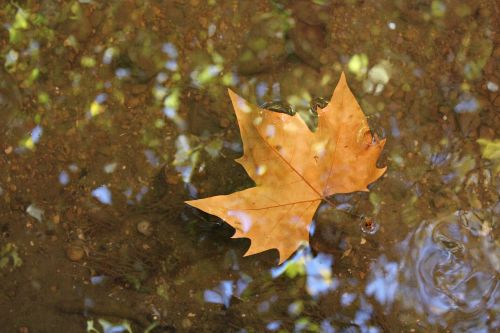 leaf water sheet in water
