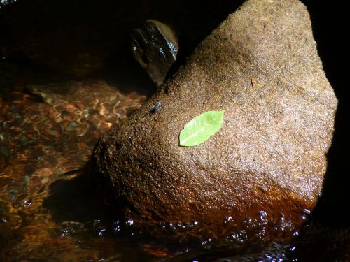 leaf green shine stone