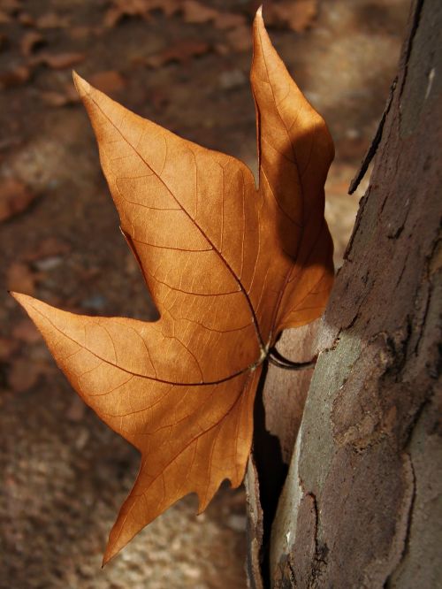leaf autumn leaves brown
