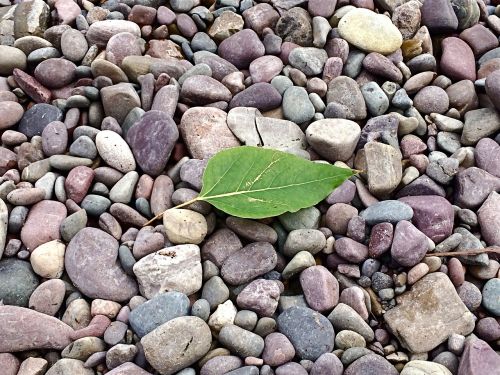 leaf rocks beach