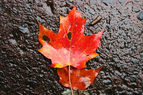 leaf maple autumn