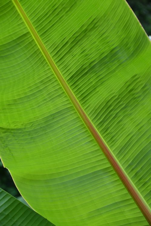leaf structure plant
