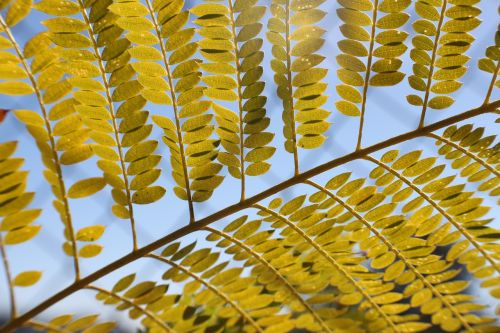 leaf nature tree