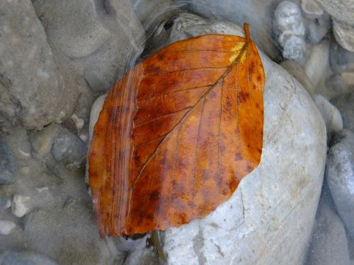 leaf water nature