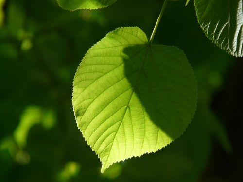leaf individually linde