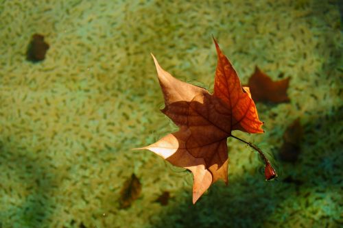 leaf autumn dry leaf