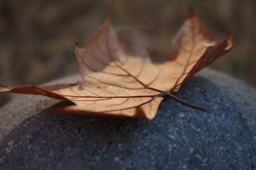 leaf autumn dry leaf