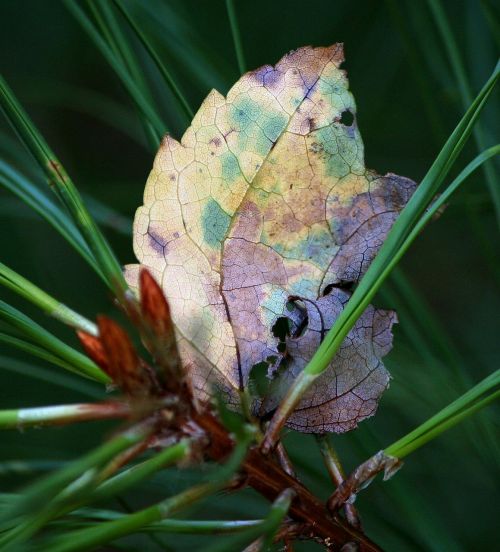 leaf autumn fall