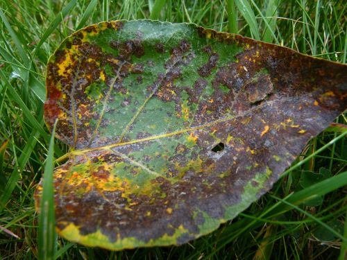 leaf fall autumn