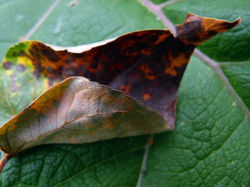 leaf fall autumn