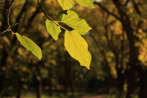 leaf leaves tree