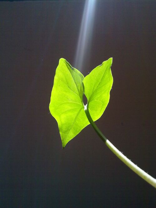 leaf light green