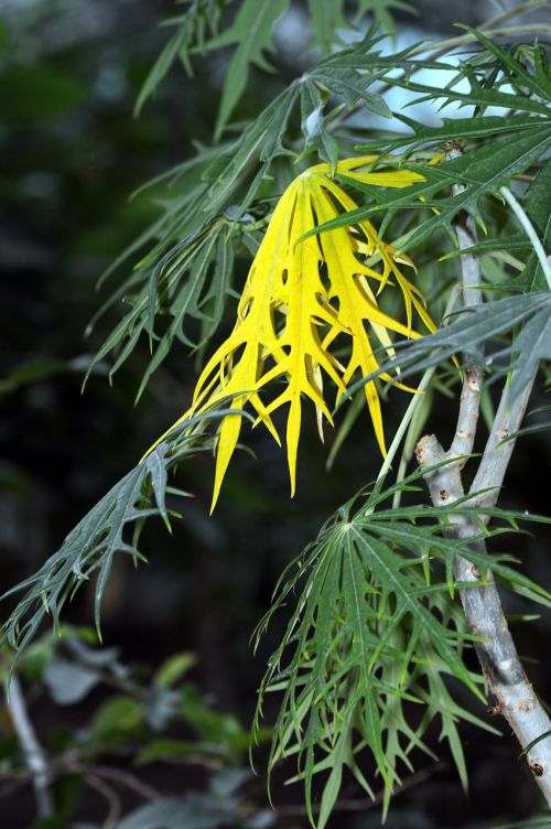 leaf tree branch