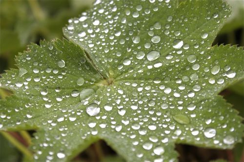 leaf drop of water water