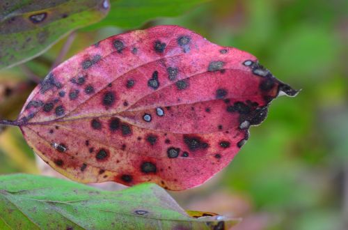 leaf colored autumn