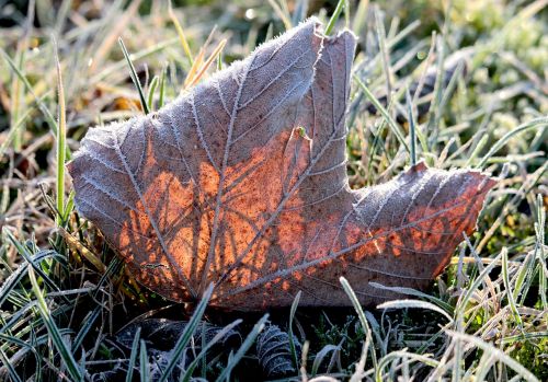 leaf leaves autumn