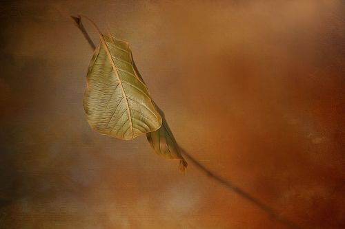 leaf nature fall