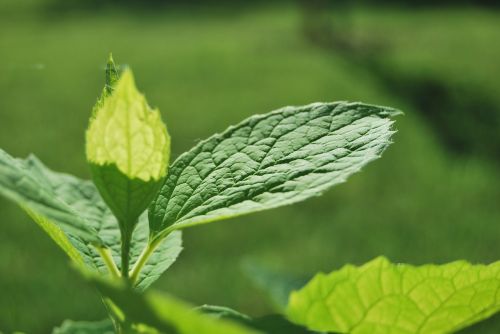 leaf green nature