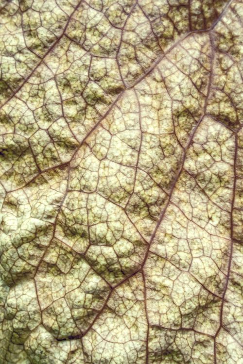 leaf leaf green ver
