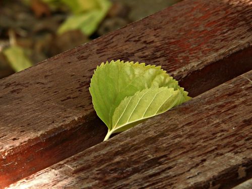 leaf bank park