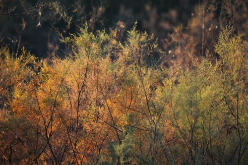 leaf tree nature