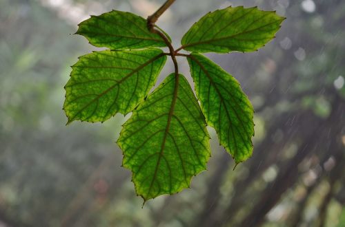 leaf green nature