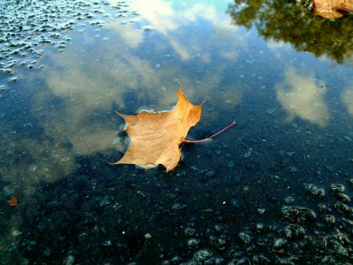 leaf rain puddle