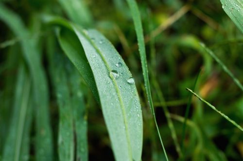 leaf nature macro