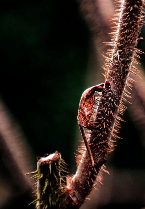 leaf rosebush quills