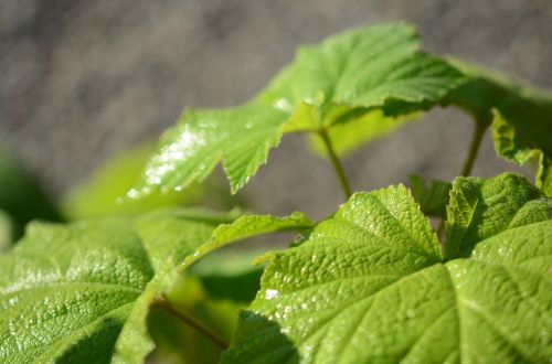 leaf green nature