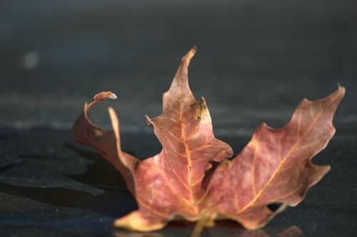 leaf autumn nature