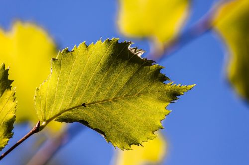 leaf sky sun