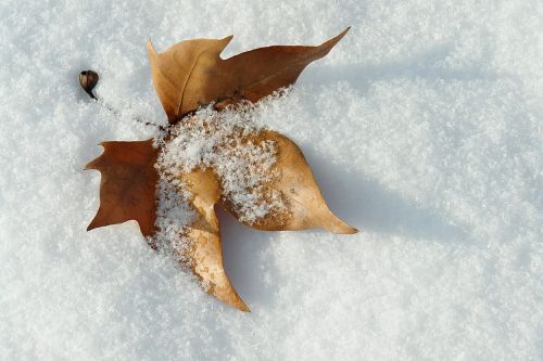 leaf snow winter