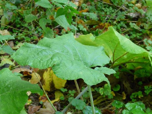 leaf large green