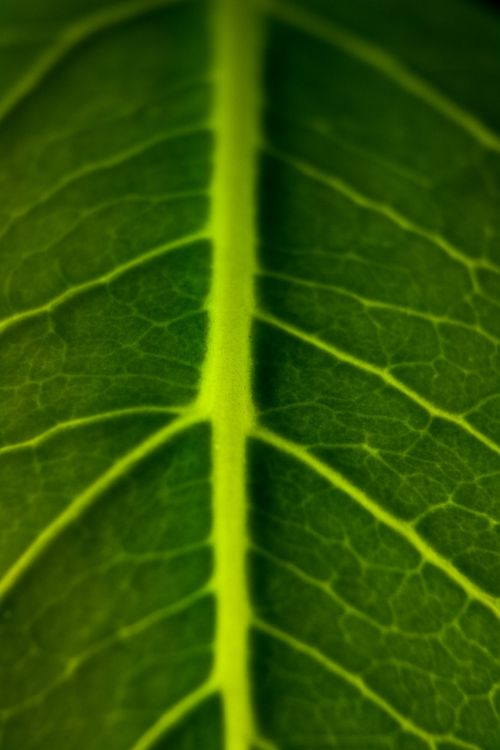 leaf green green leaf