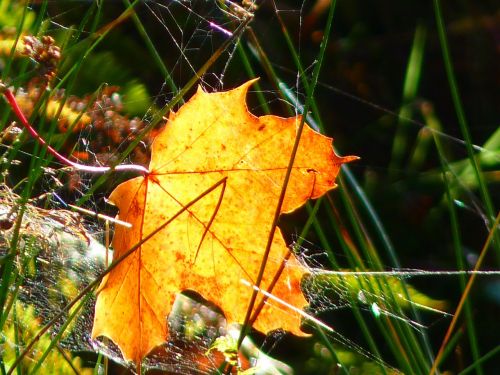 leaf yellow maple leaf