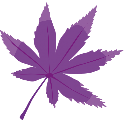 leaf tree purple