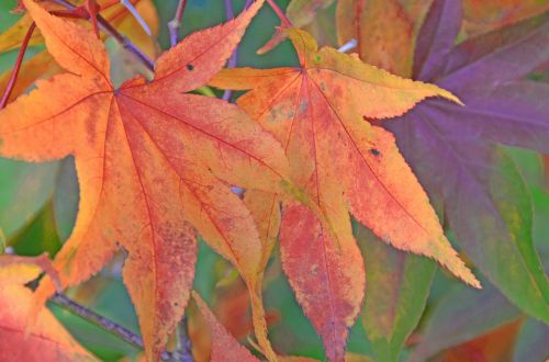 leaf leaves forest