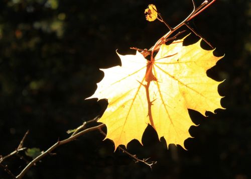 leaf autumn back light