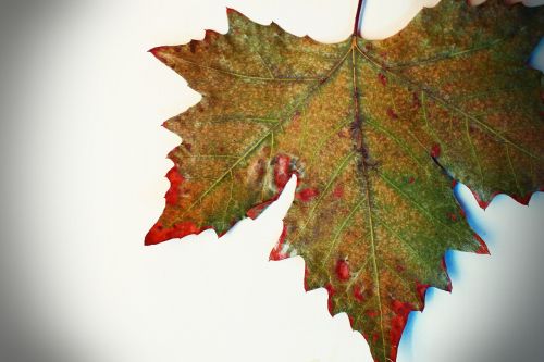 leaf autumn yellow sheet