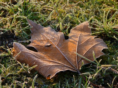 leaf maple frost