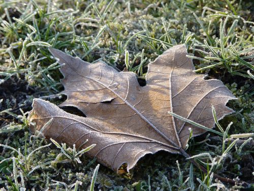 leaf maple frost