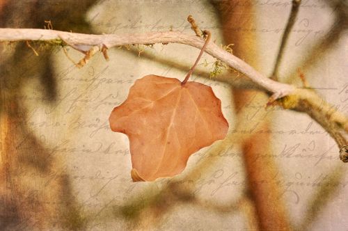 leaf leaves brown