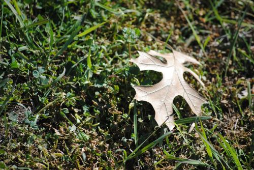 leaf fallen nature