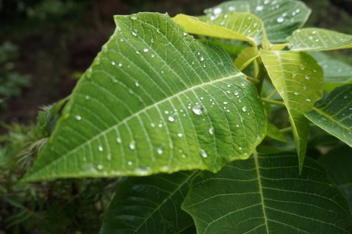 leaf lalpati dew