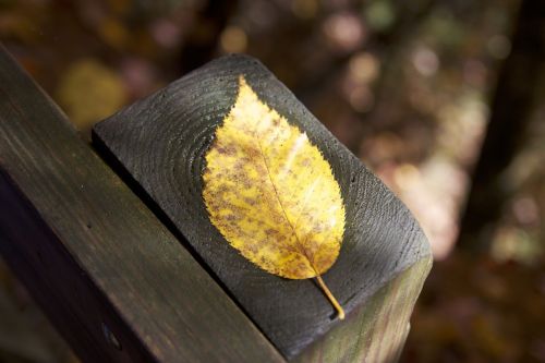 leaf closeup autumn